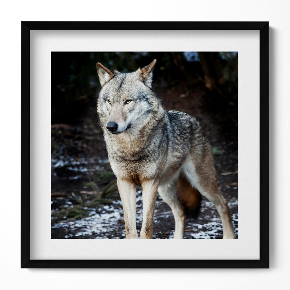 Keretezett falikép Farkas hóval borított tájon