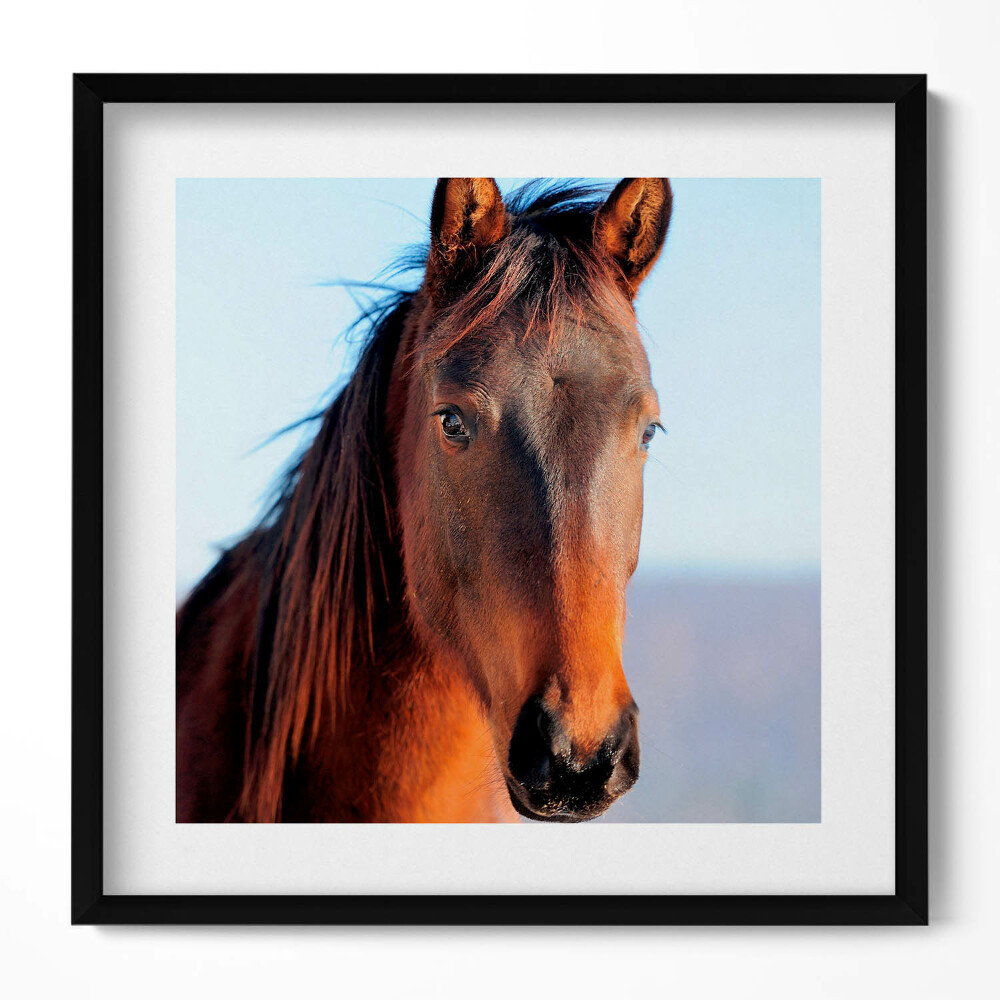 Keretezett falikép Ló portréja világos háttérrel