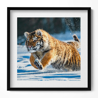 Keretezett falikép Futó tigris a hóban