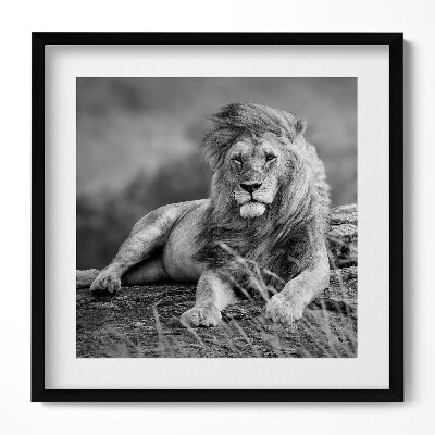 Keretezett falikép Fekete-fehér oroszlán portréja