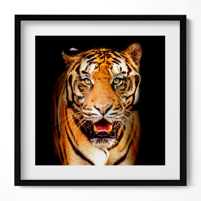 Keretezett falikép Tigris arca intenzív tekintet