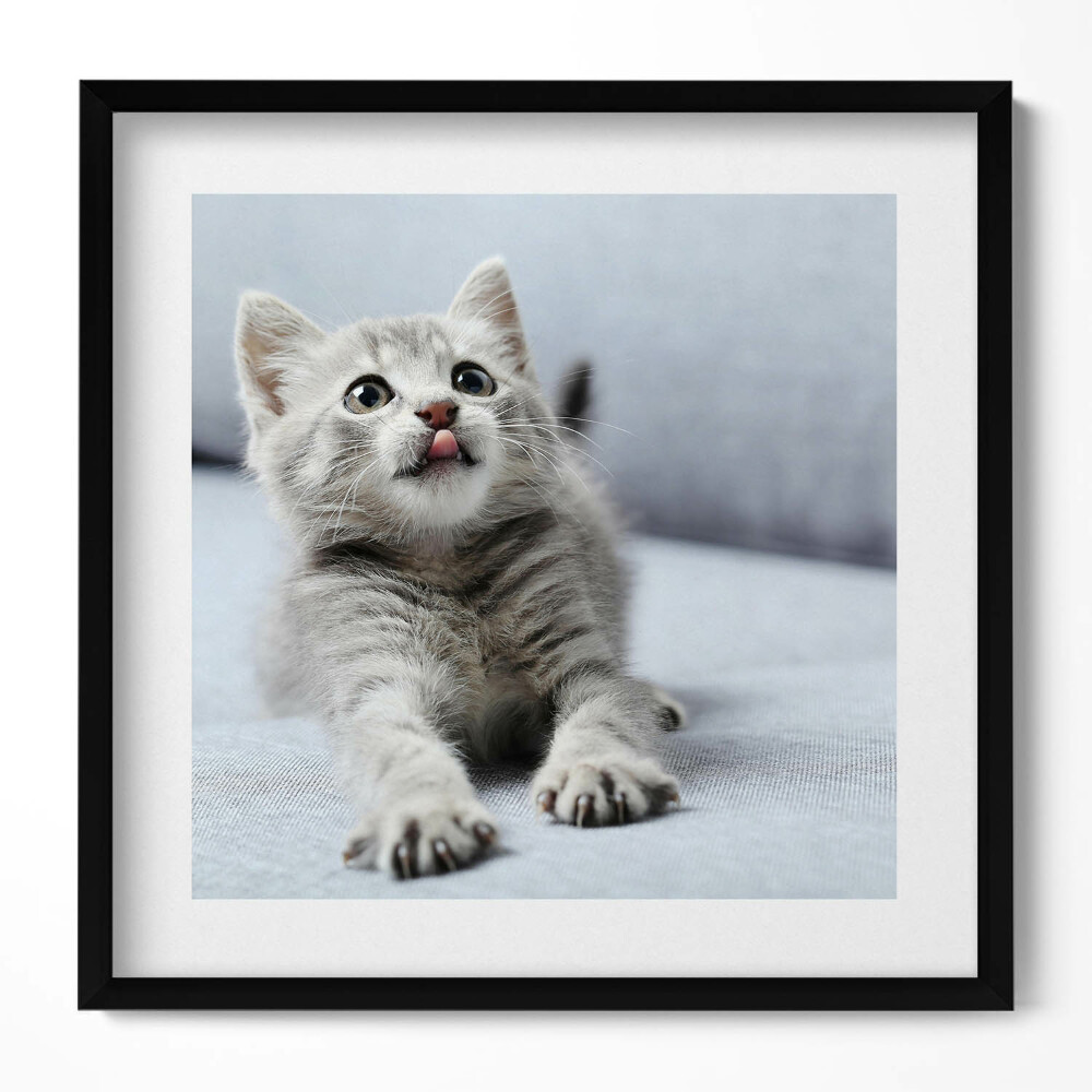 Keretezett falikép Cuki nyújtózó macska