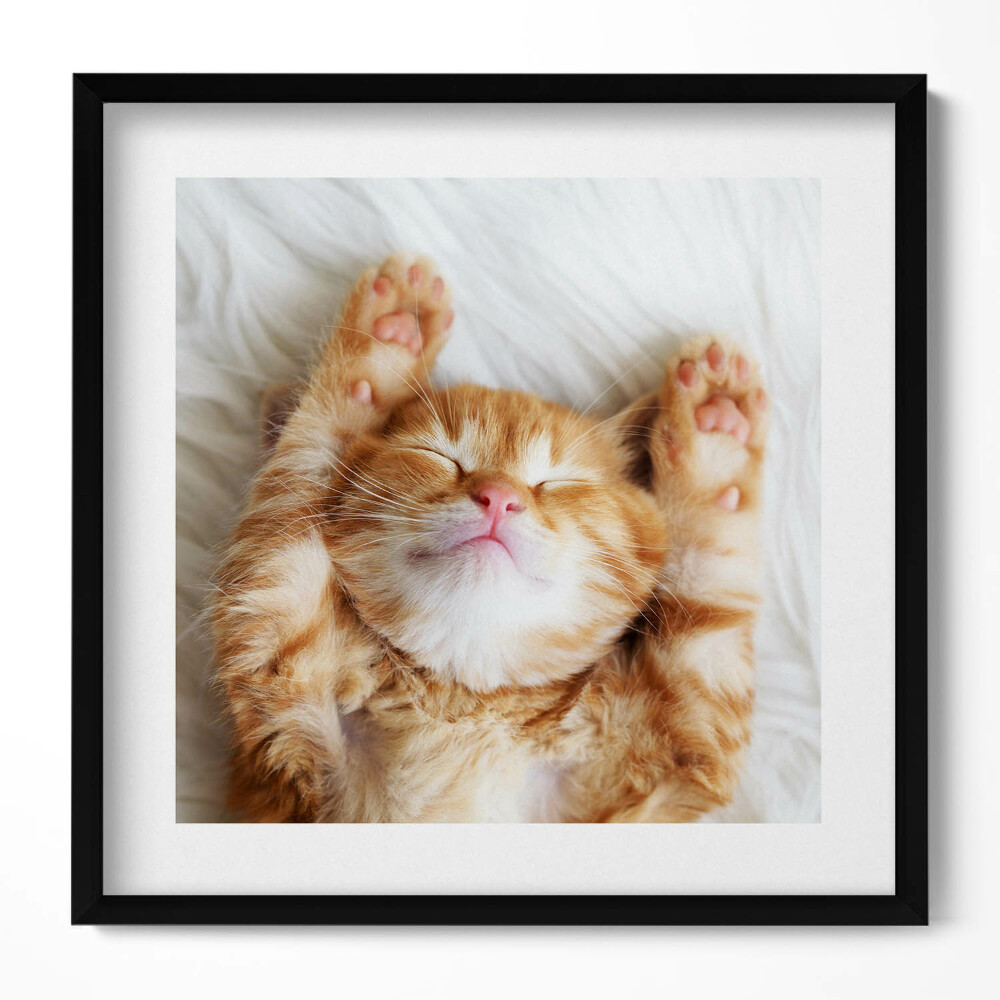 Keretezett falikép Alvó boldog macska