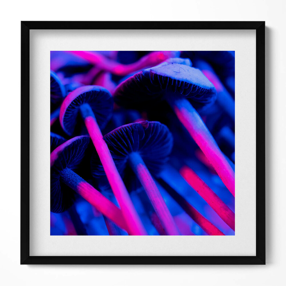 Keretezett falikép Fényes gombák élénk színek