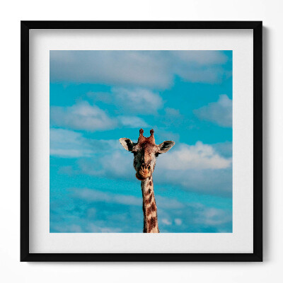 Keretezett falikép Zsiráf arcképe kék háttérrel