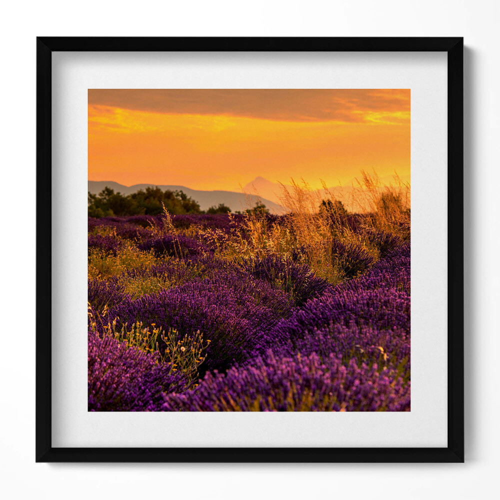 Keretezett falikép Levendulamező naplementében