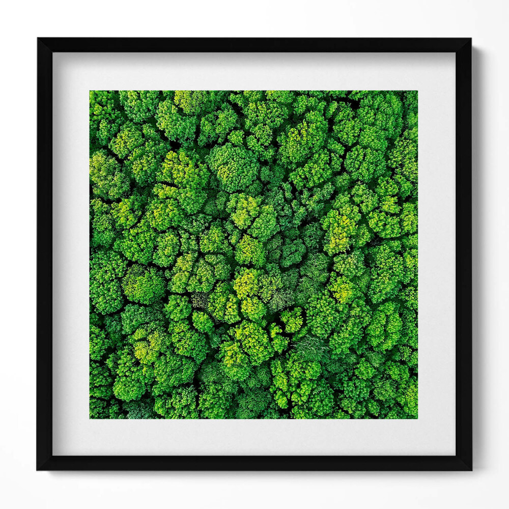 Keretezett falikép Zöld fák sűrű lombkoronája