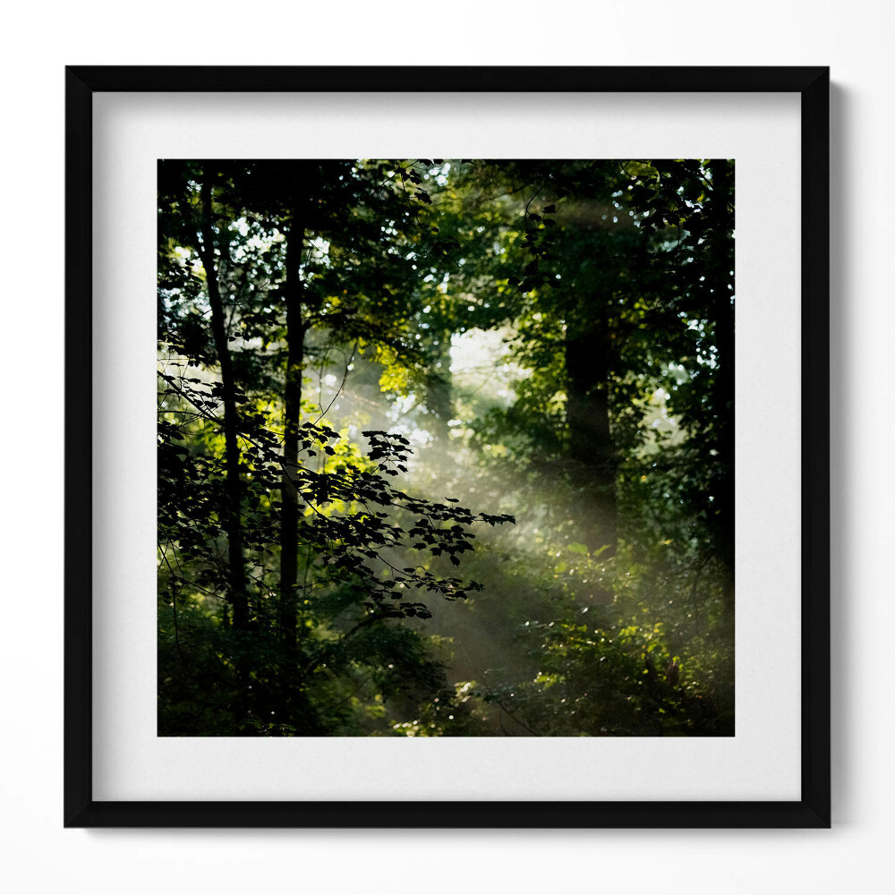 Keretezett falikép Fák és fény a természetben