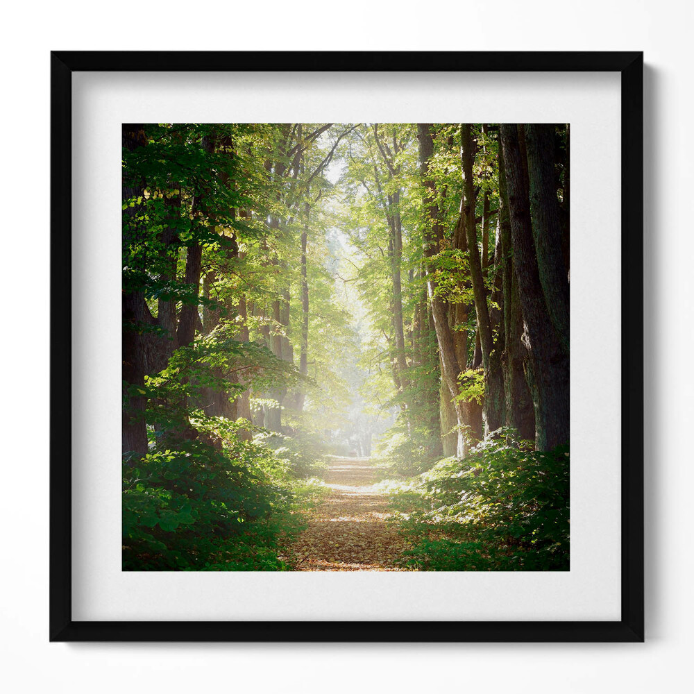 Keretezett falikép Zöld erdei ösvény napfényben