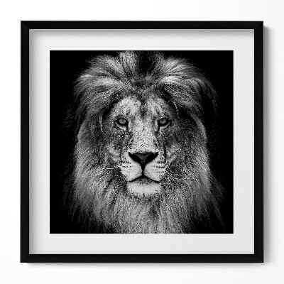 Keretezett falikép Fekete-fehér oroszlánportré