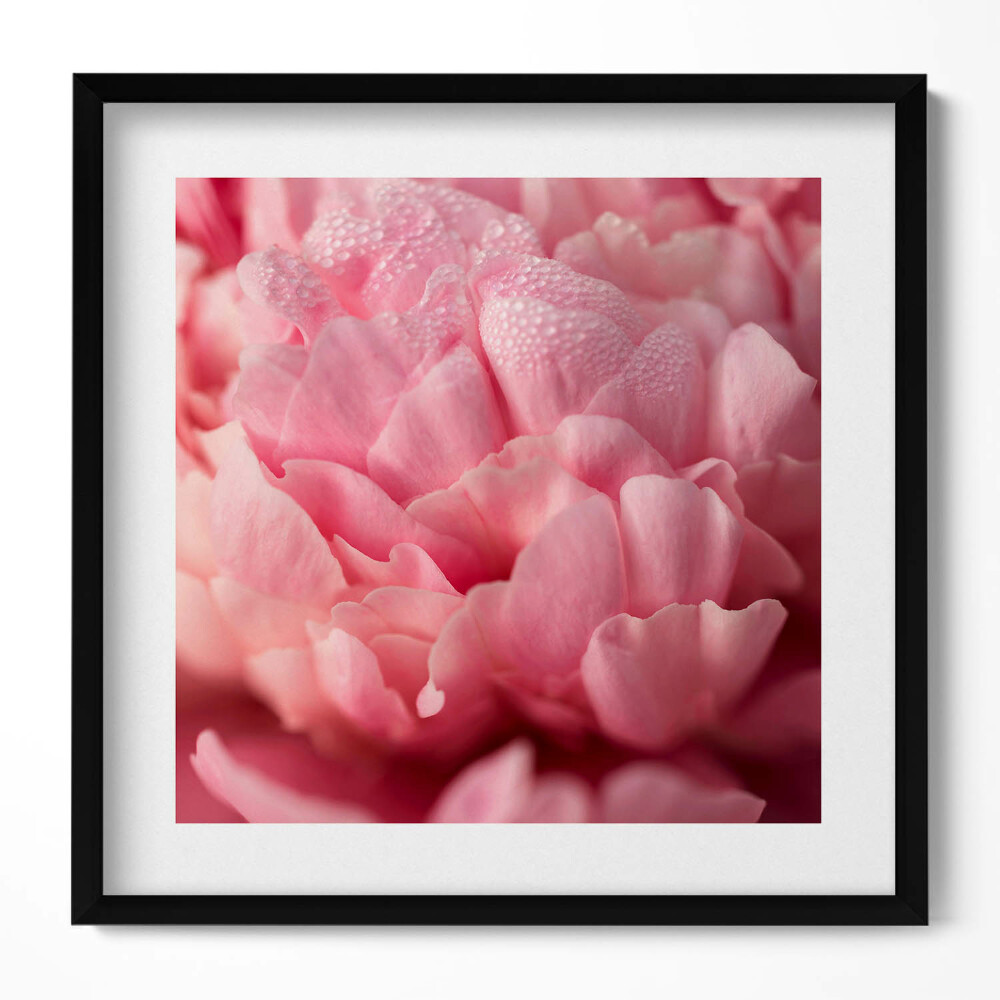 Keretezett falikép Rózsaszín virágok lágy részletek