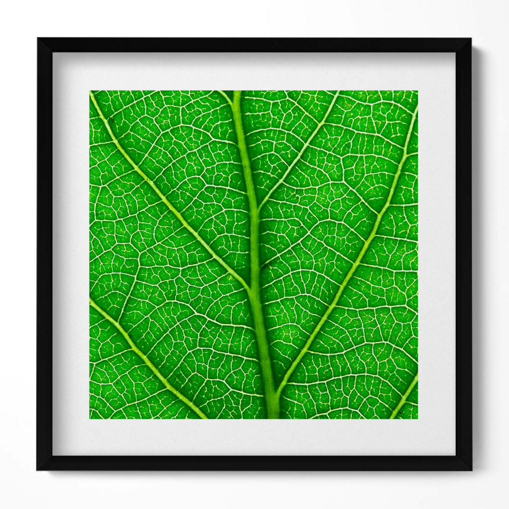 Keretezett falikép Zöld levél erek
