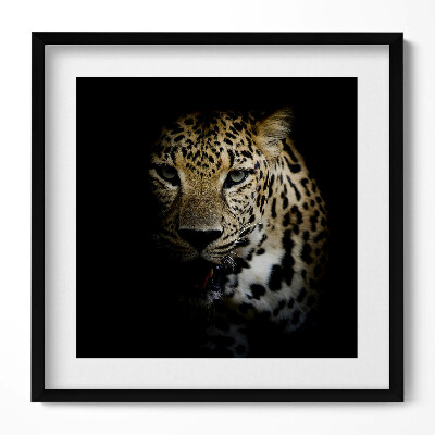 Keretezett falikép Leopárd arca sötét háttérrel