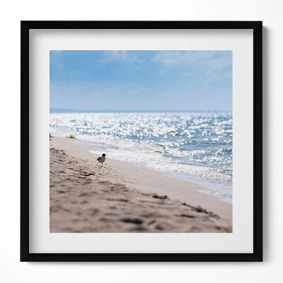 Keretezett falikép Tengerparti táj madár a homokban