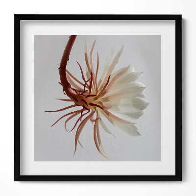 Keretezett falikép Fehér virág hosszú szirmokkal