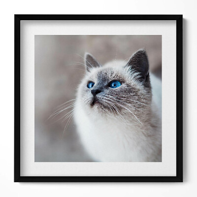 Keretezett falikép Kék szemű macska portréja