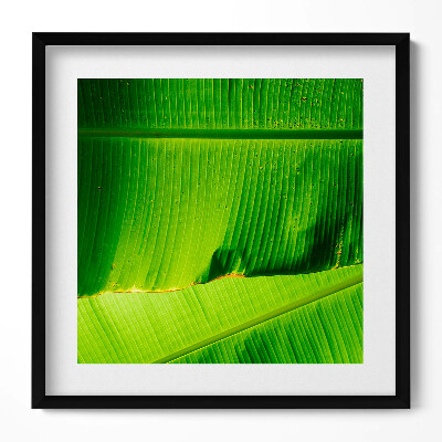 Keretezett falikép Zöld banánlevél részlete