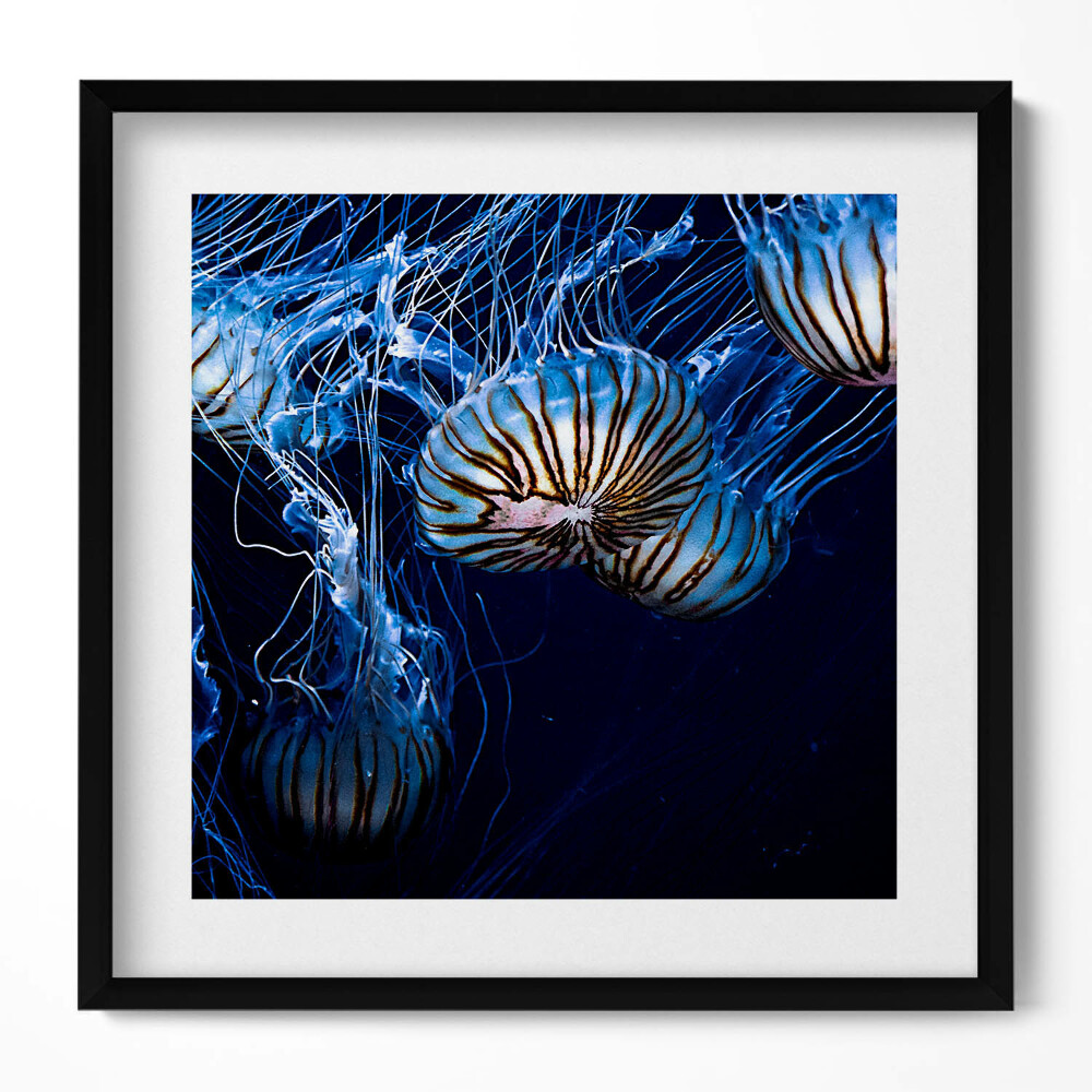 Keretezett falikép Medúzák az óceánban