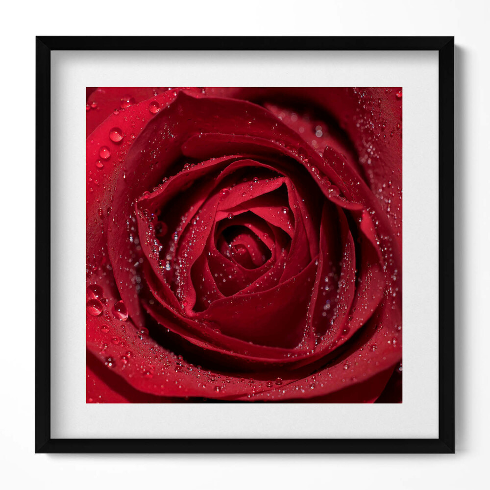 Keretezett falikép Piros rózsa esőcseppekkel