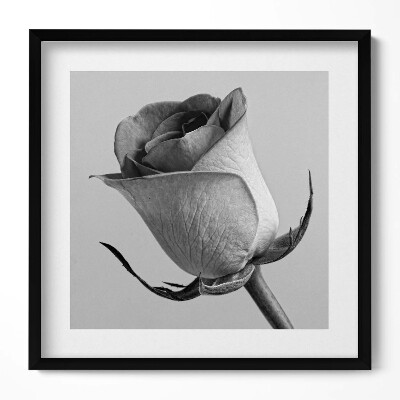 Keretezett falikép Fekete-fehér rózsa