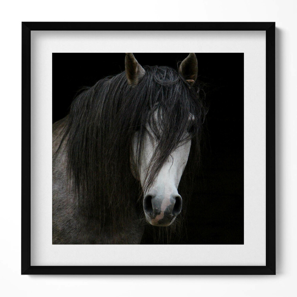 Keretezett falikép Fekete hajú ló portréja