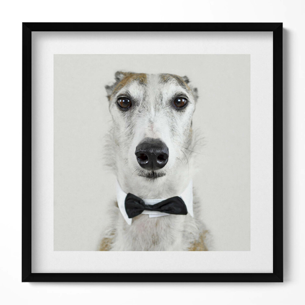 Keretezett falikép Elegáns kutya fekete nyakkendőben