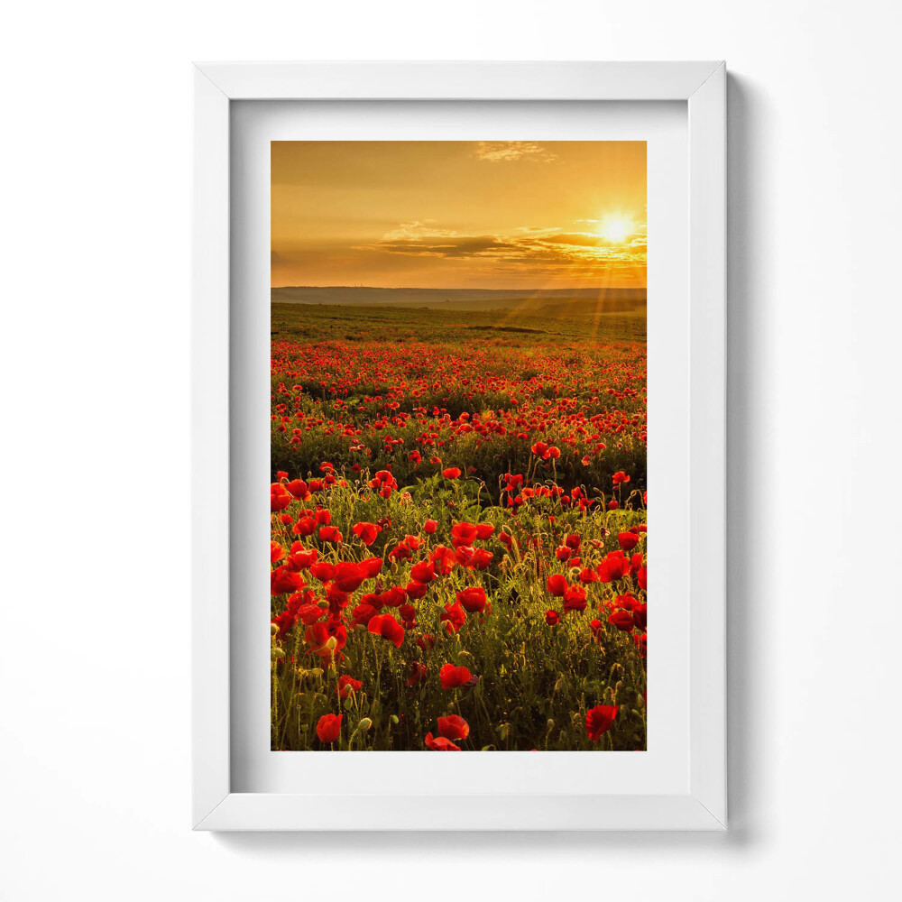Keretezett kép Vörös pipacsmező naplementében