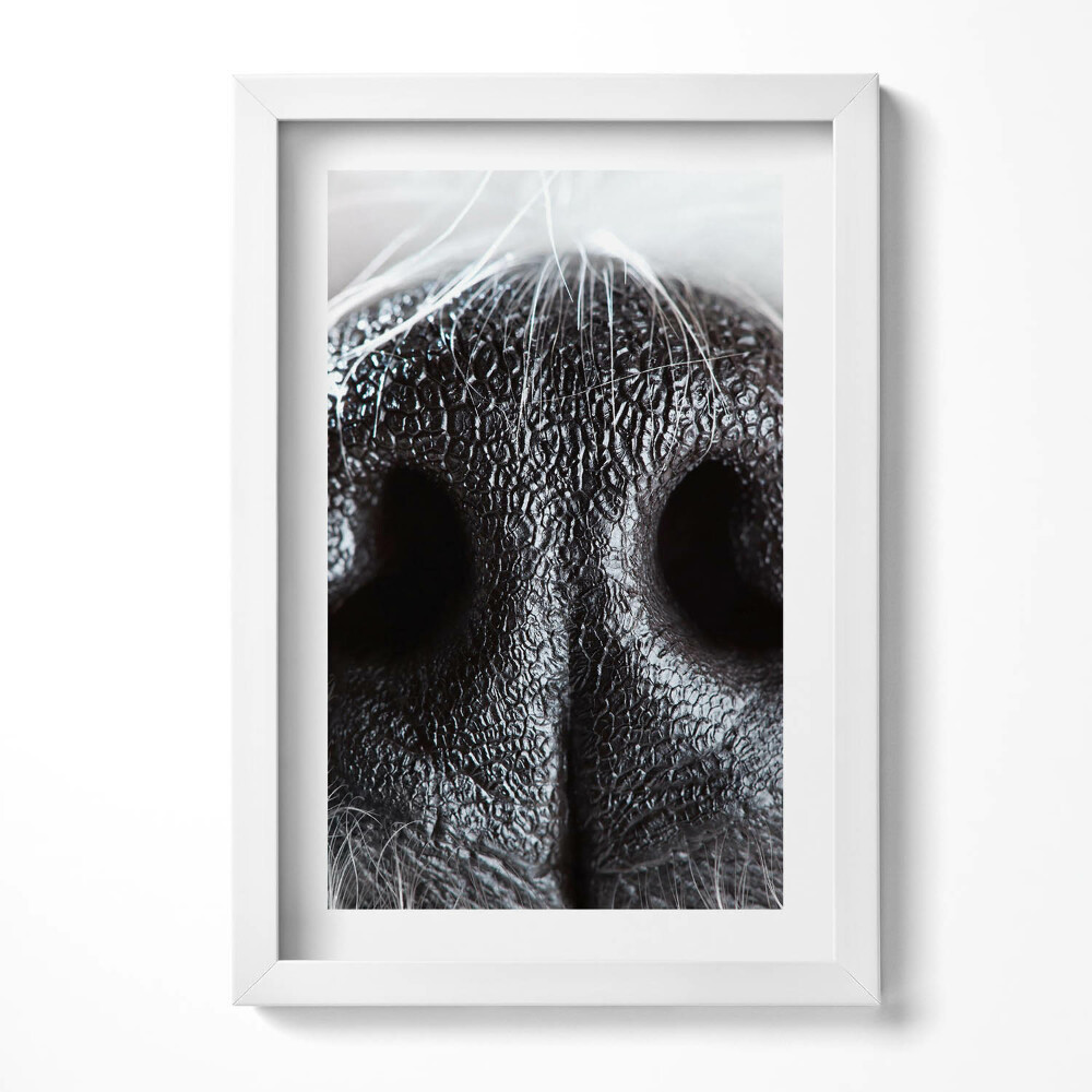 Keretezett kép Fekete lóorr közeli felvétel
