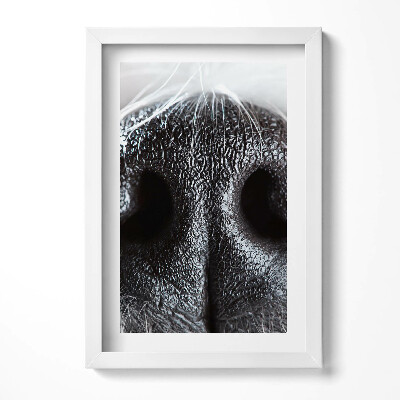 Keretezett kép Fekete lóorr közeli felvétel