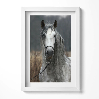 Keretezett kép Szürke ló portréja