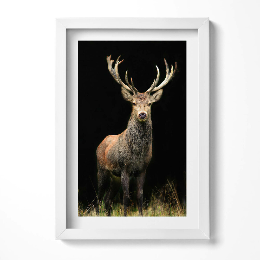 Keretezett kép Szarvas a sötét háttér előtt