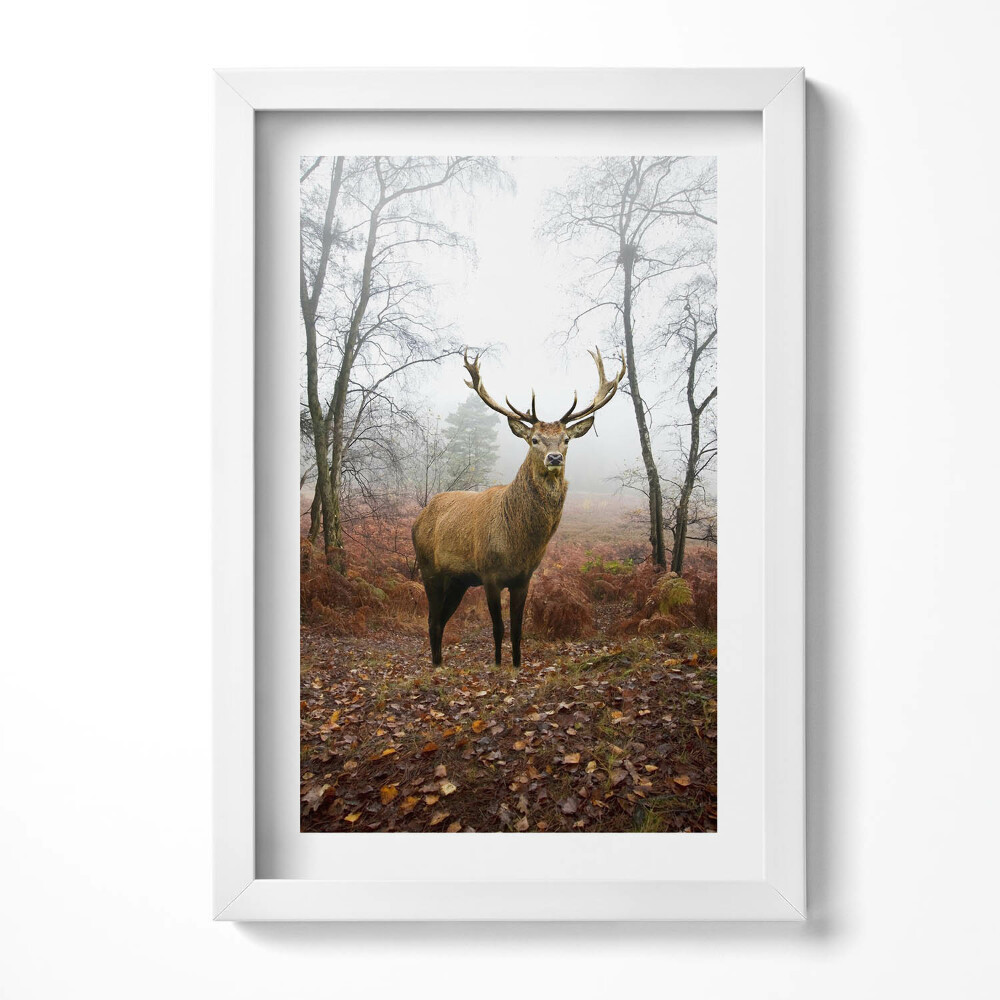 Keretezett kép Szarvas ködös erdőben