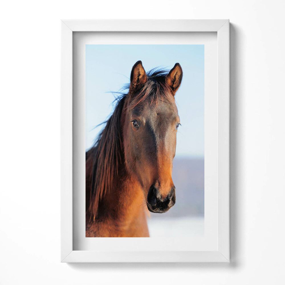 Keretezett kép Ló portréja világos háttérrel
