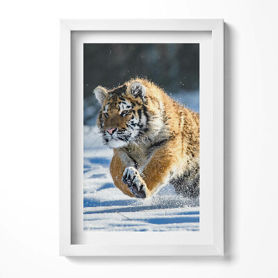 Keretezett kép Futó tigris a hóban