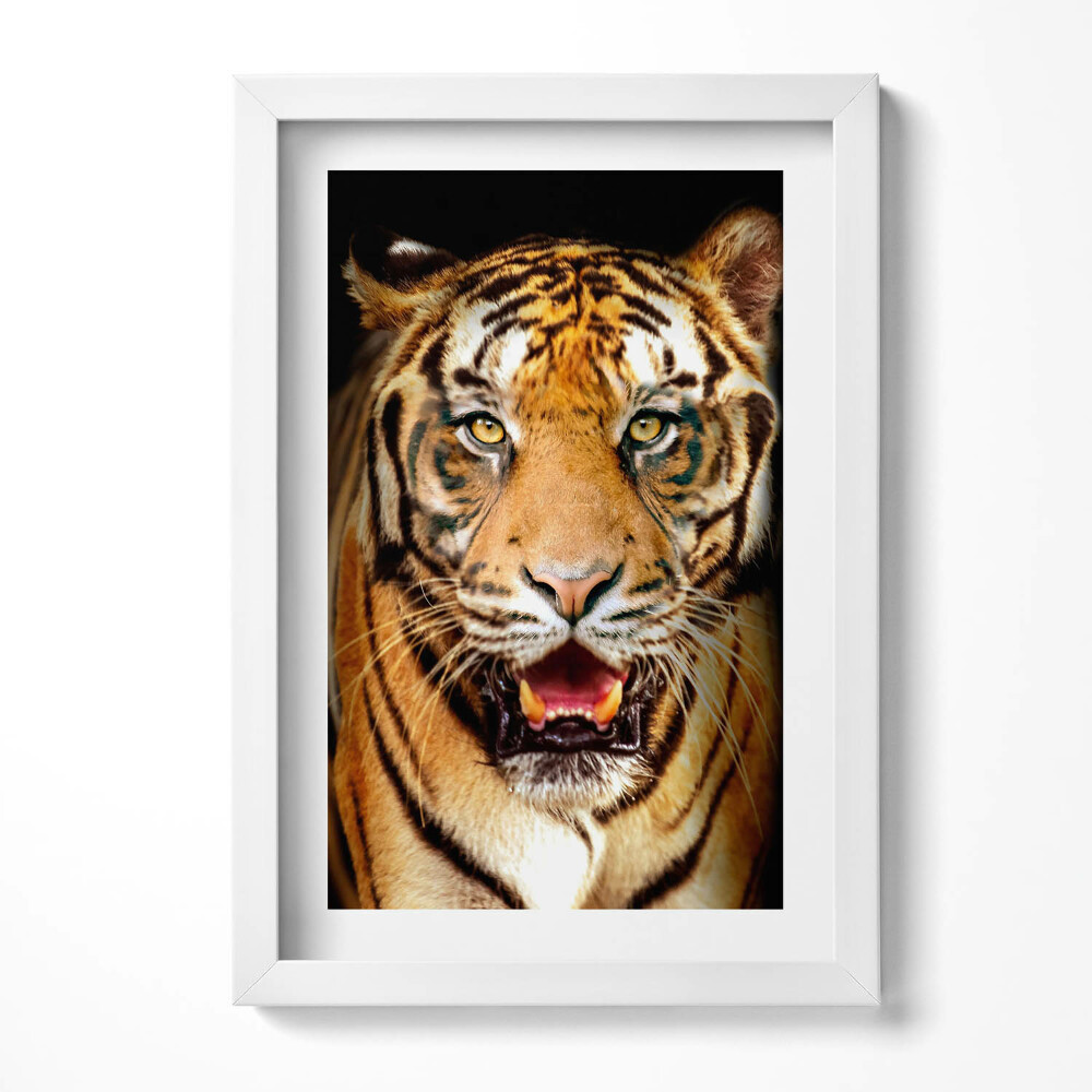 Keretezett kép Tigris arca intenzív tekintet