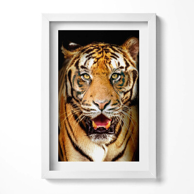 Keretezett kép Tigris arca intenzív tekintet