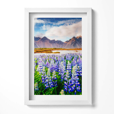 Keretezett kép Lupinok virágzó mezője hegyekkel