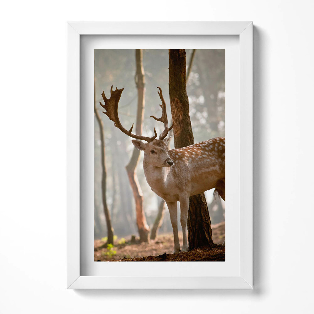 Keretezett kép Szarvas az erdőben