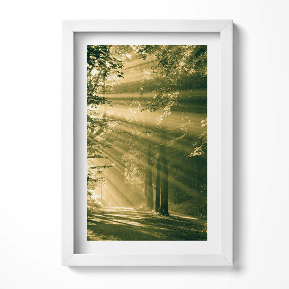 Keretezett kép Fényárban úszó erdei ösvény