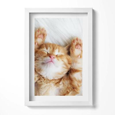 Keretezett kép Alvó boldog macska