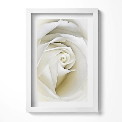 Keretezett kép Fehér rózsa közelről
