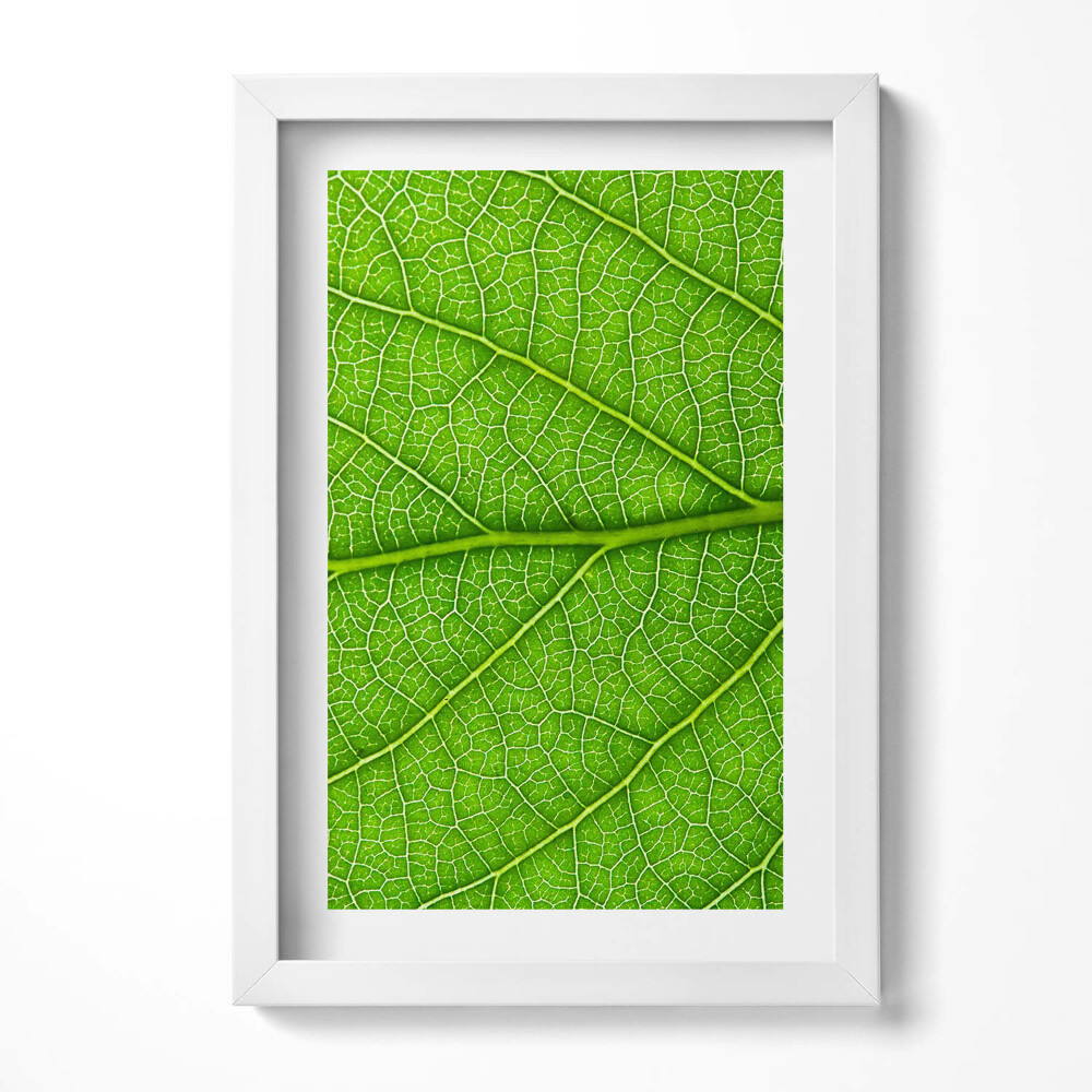 Keretezett kép Zöld levél textúrája