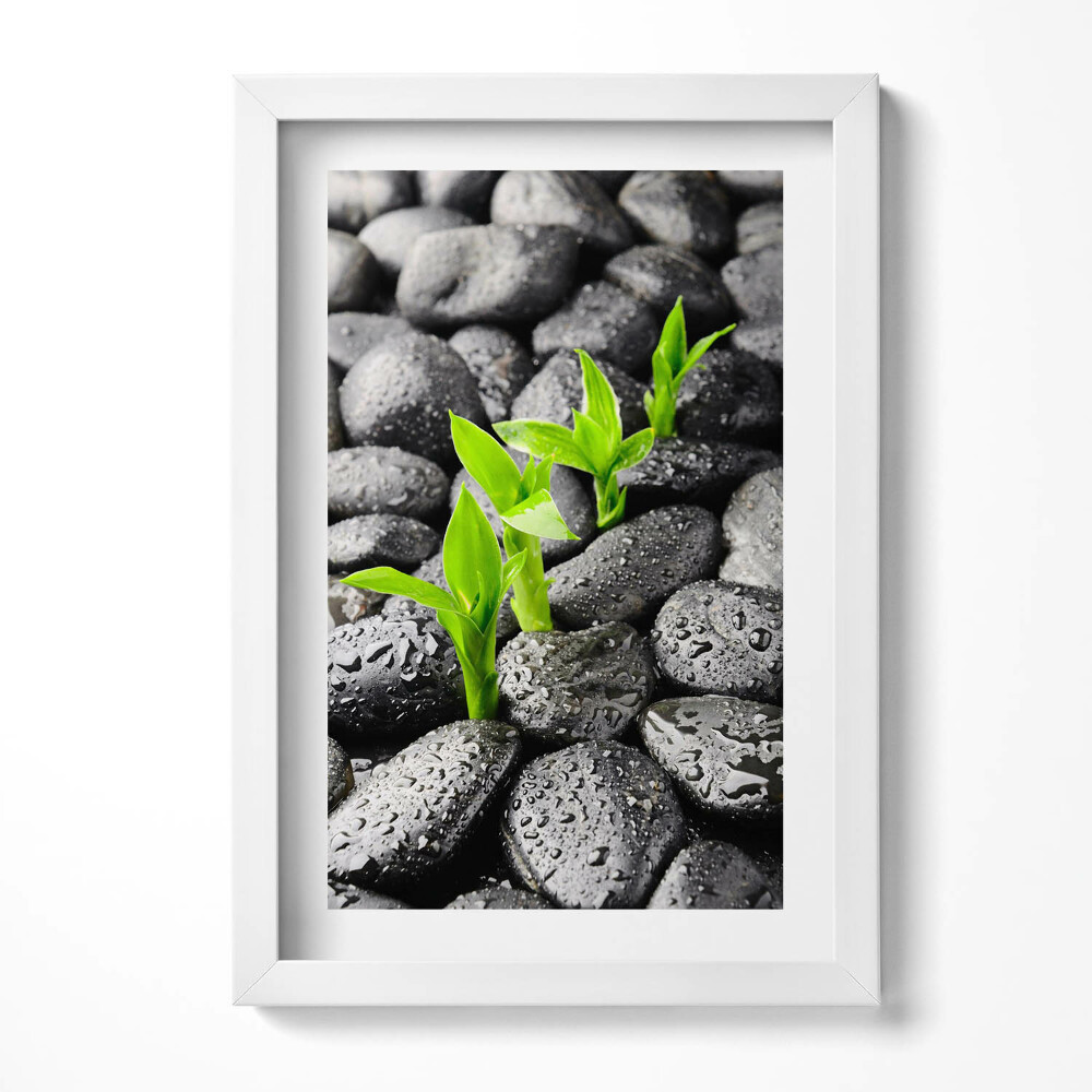 Keretezett kép Zöld hajtások fekete köveken