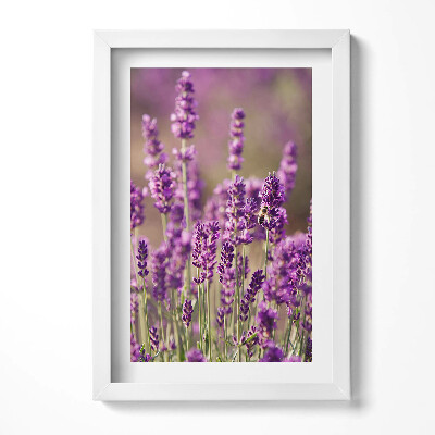 Keretezett kép Levendula mező virágai
