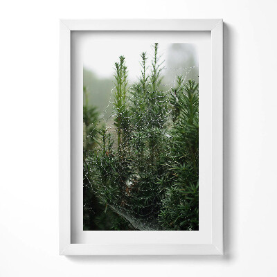 Keretezett kép Pókháló zöld növényeken