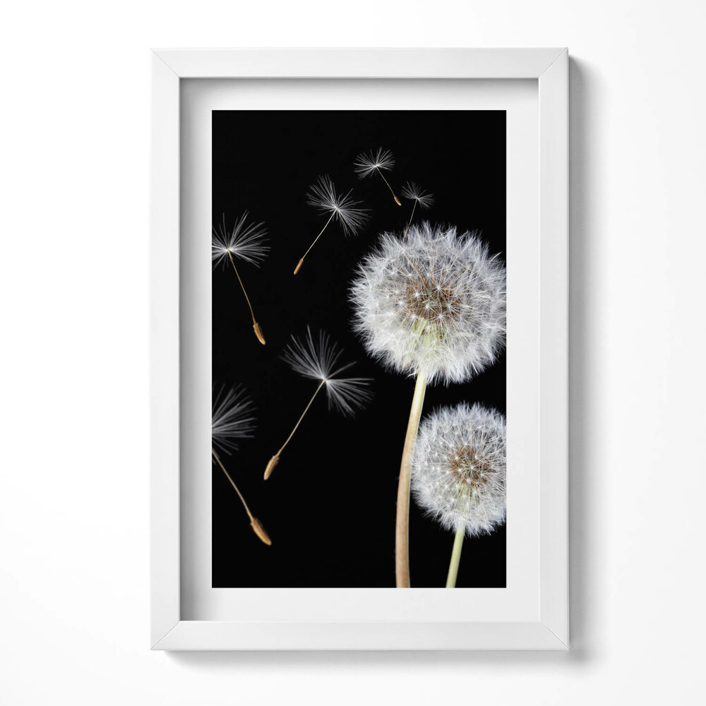 Keretezett kép Pipacsok és lebegő magok