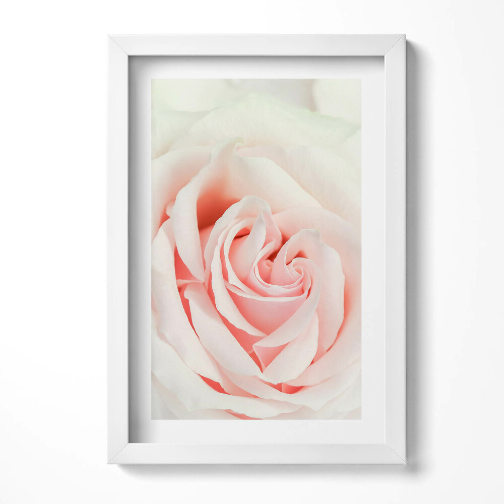 Keretezett kép Rózsaszín rózsa közelképe