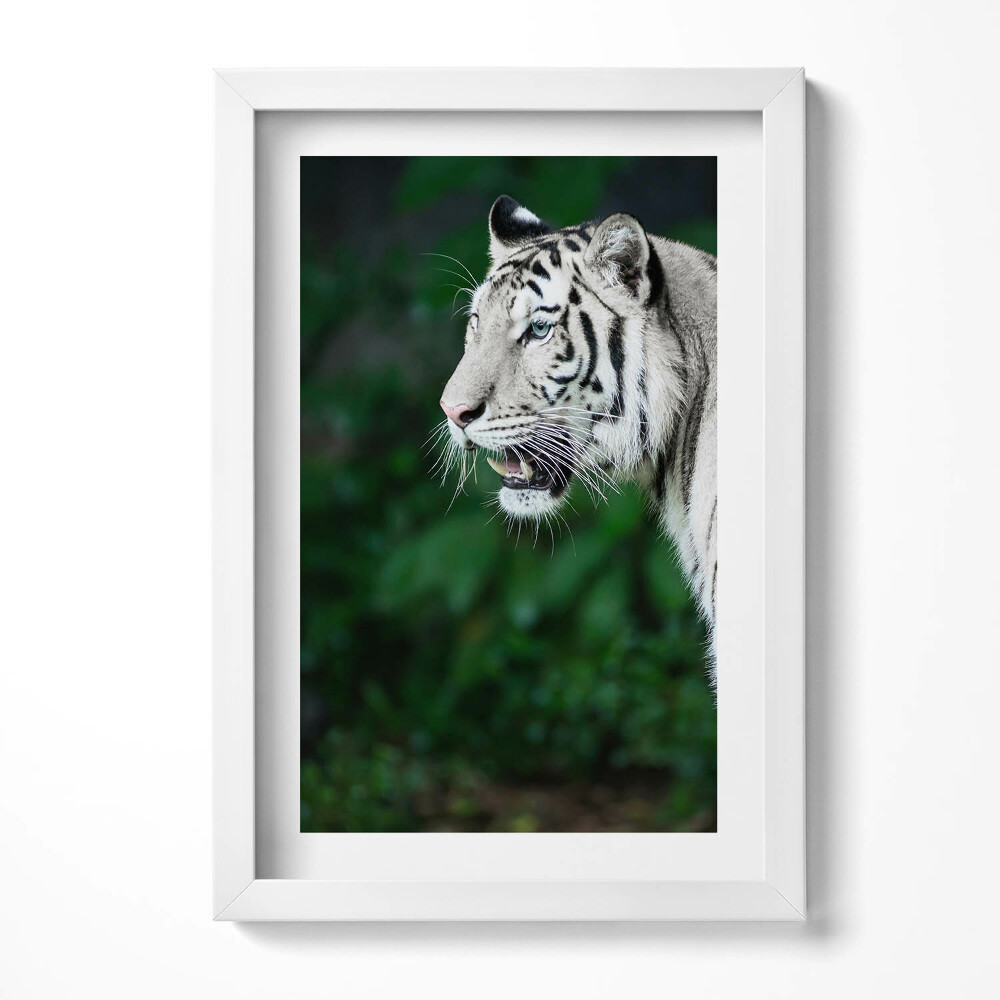 Keretezett kép Fehér tigris profilja