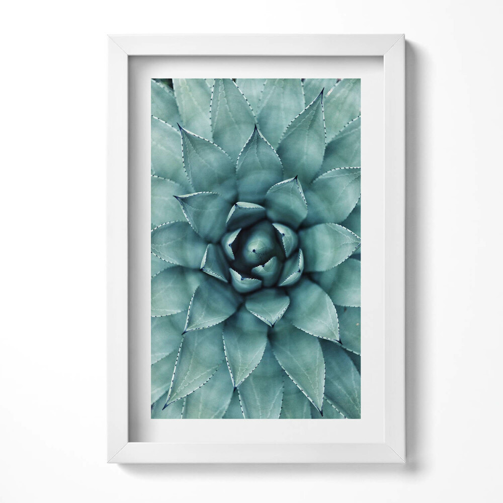 Keretezett kép Zöld színű pozsgás növény