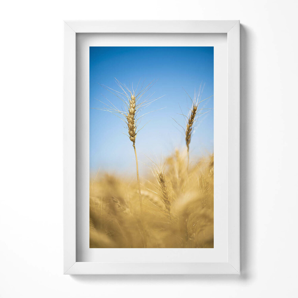 Keretezett kép Aranysárga búzaföld kék ég
